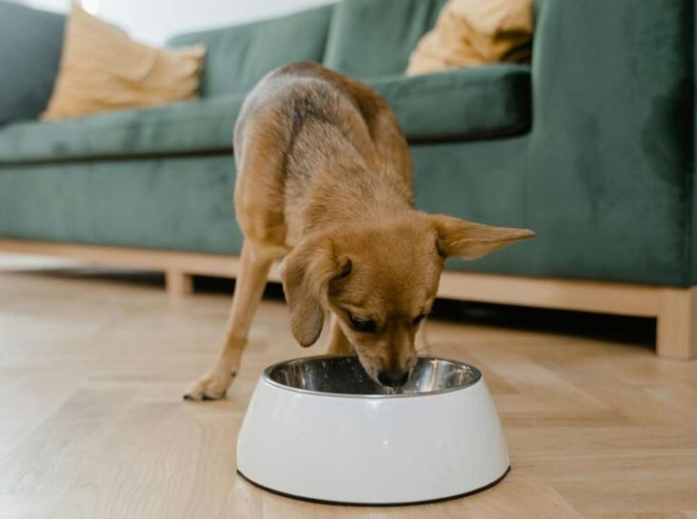 Digestion sensible : comment réguler le transit de mon chien ?