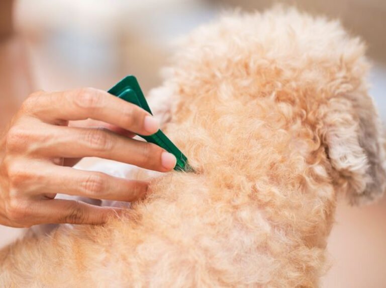 Mon chien a-t-il des vers ? 5 signes qui ne trompent pas